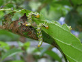 ヒラアシハバチの幼虫