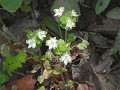 白花のオオイヌノフグリ
