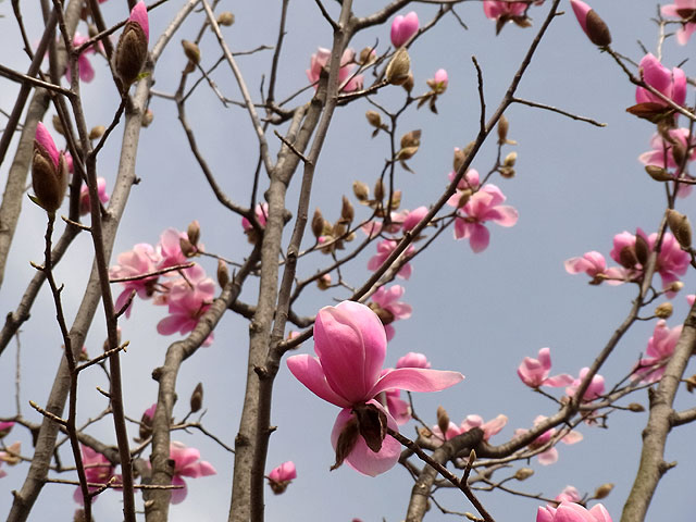 07-magnolia2.jpg
