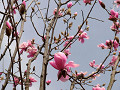 07-magnolia2_s.jpg