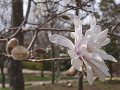 07-magnolia_s.jpg