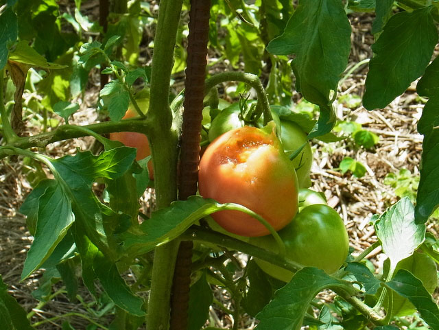 43-tomato.jpg
