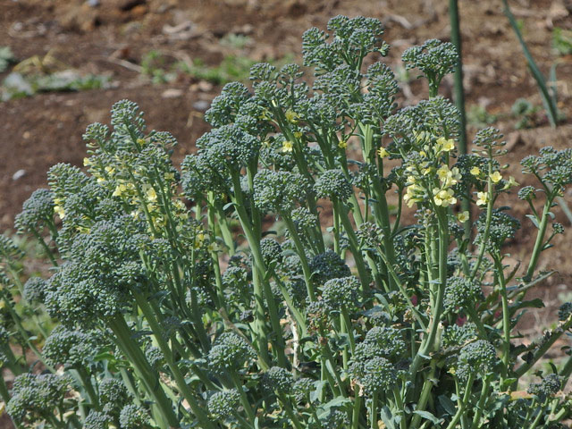 17-broccoli.jpg