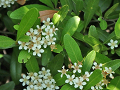 12-pyracantha_s.png