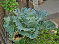 02-cabbage_s.png