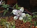 11-clematis_s.png