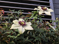 02-clematis_s.png