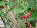 21-juneberry_s.png