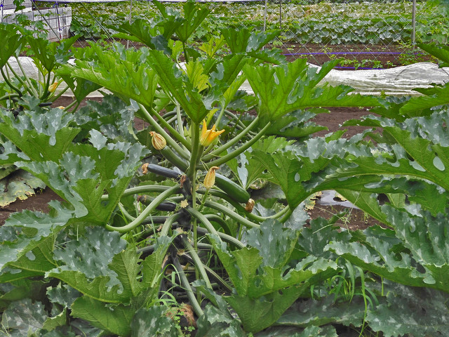 09-zucchini.jpg