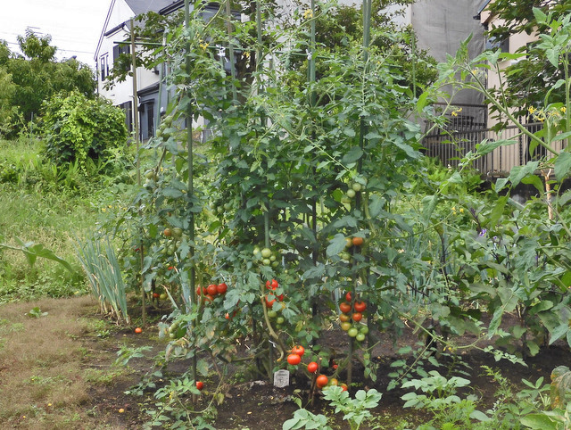 55-tomato.jpg